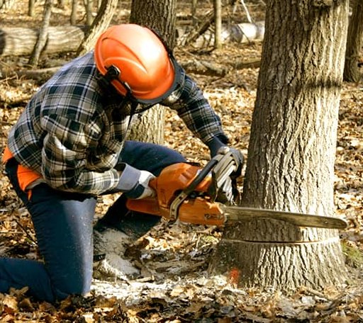 Tree Removal in Summit, MS